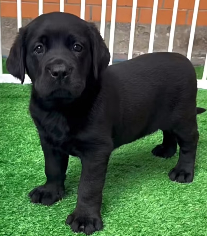 伴侣犬，缉毒犬，，搜救犬，导盲犬